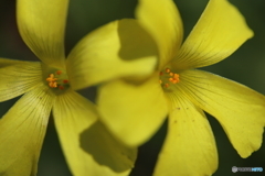 街に咲く花