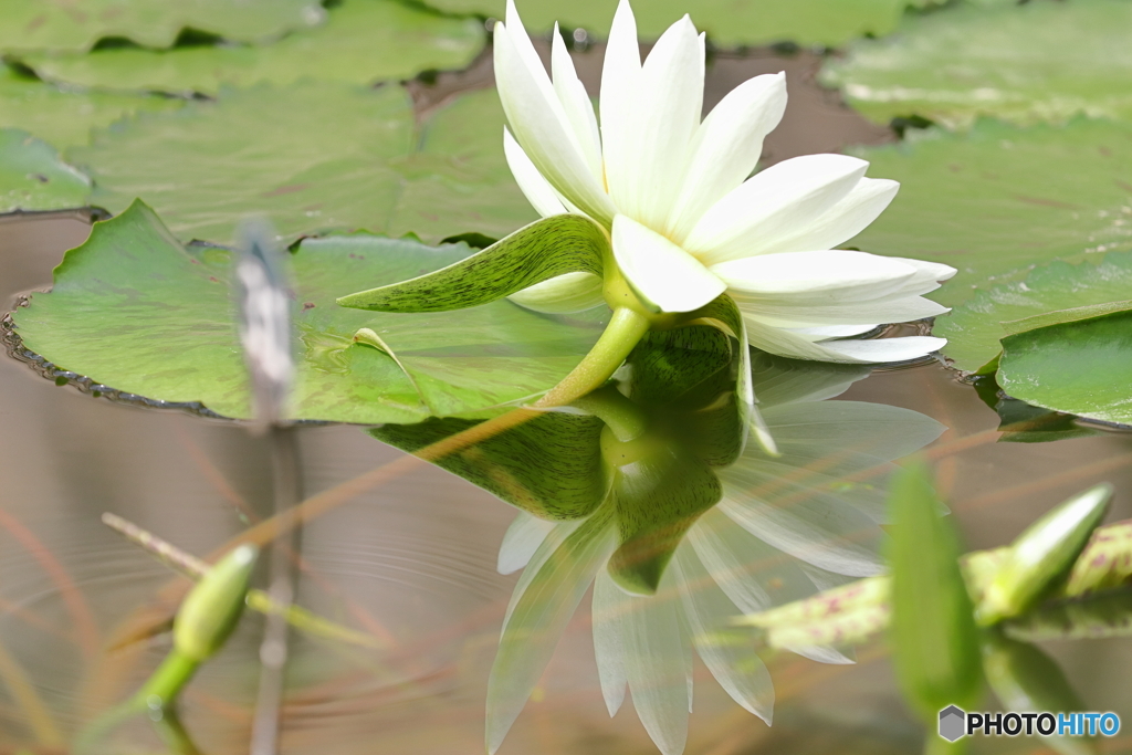 神代植物公園
