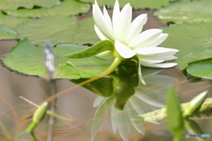 神代植物公園