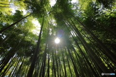 鎌倉散策