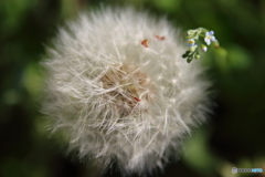 街に咲く花