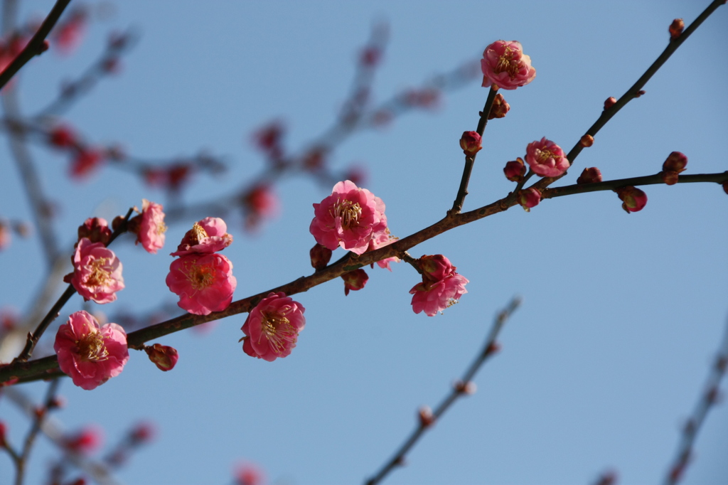 百草園梅祭り7