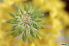 街に咲く花