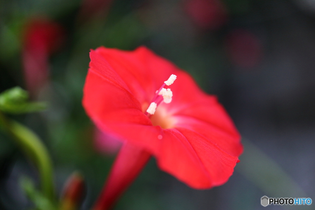 街に咲く花