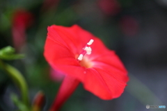 街に咲く花