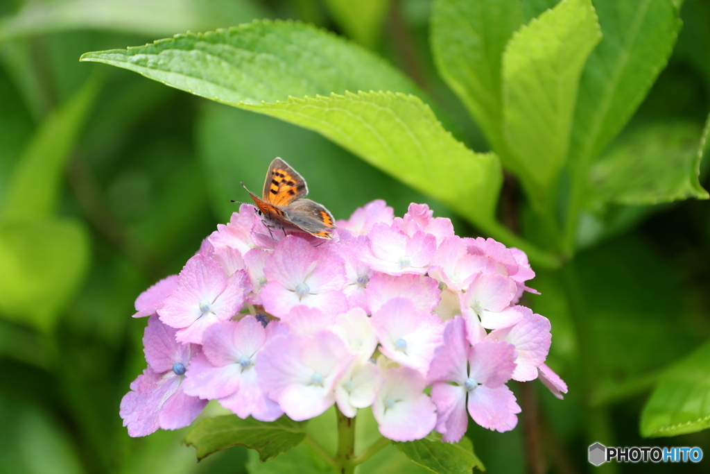 紫陽花