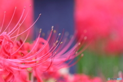 郷土の森