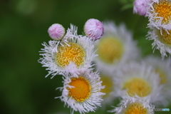 街に咲く花