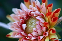 街に咲く花