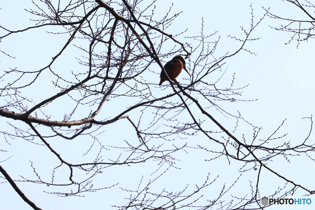 野鳥