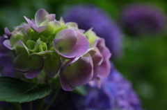 鎌倉紫陽花