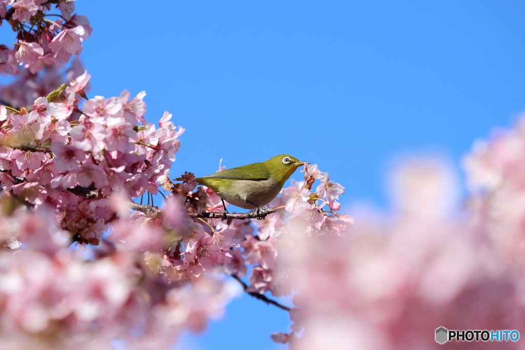 桜