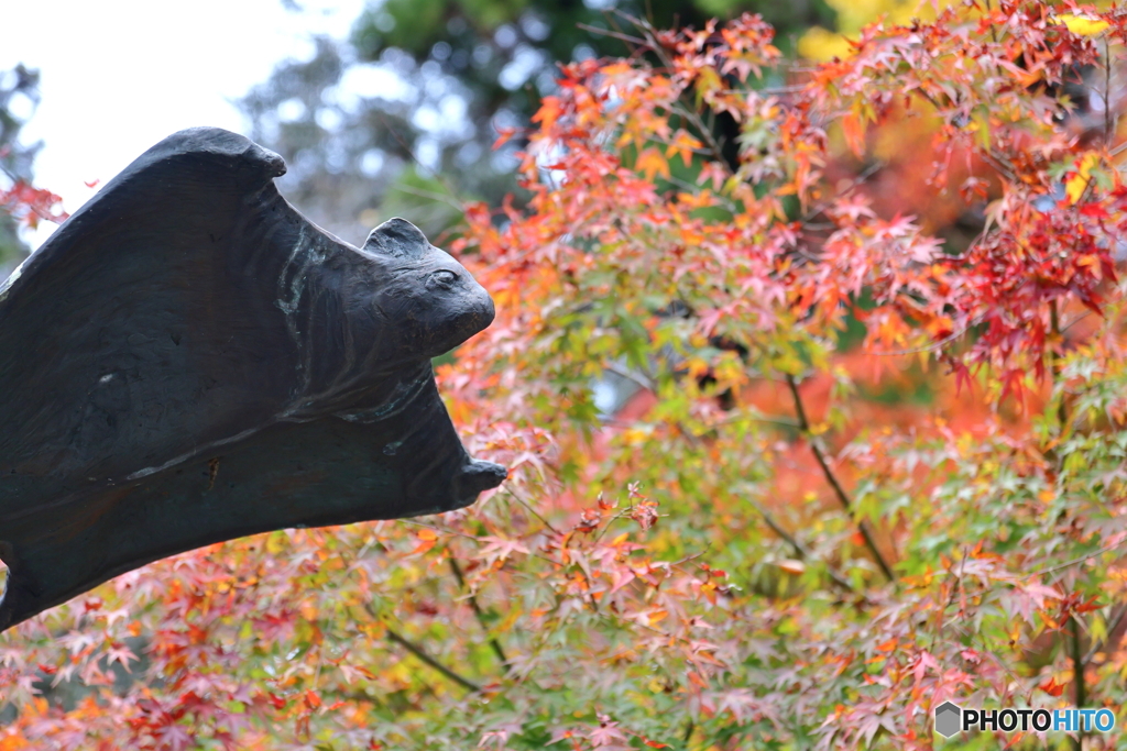 紅葉