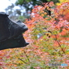 紅葉