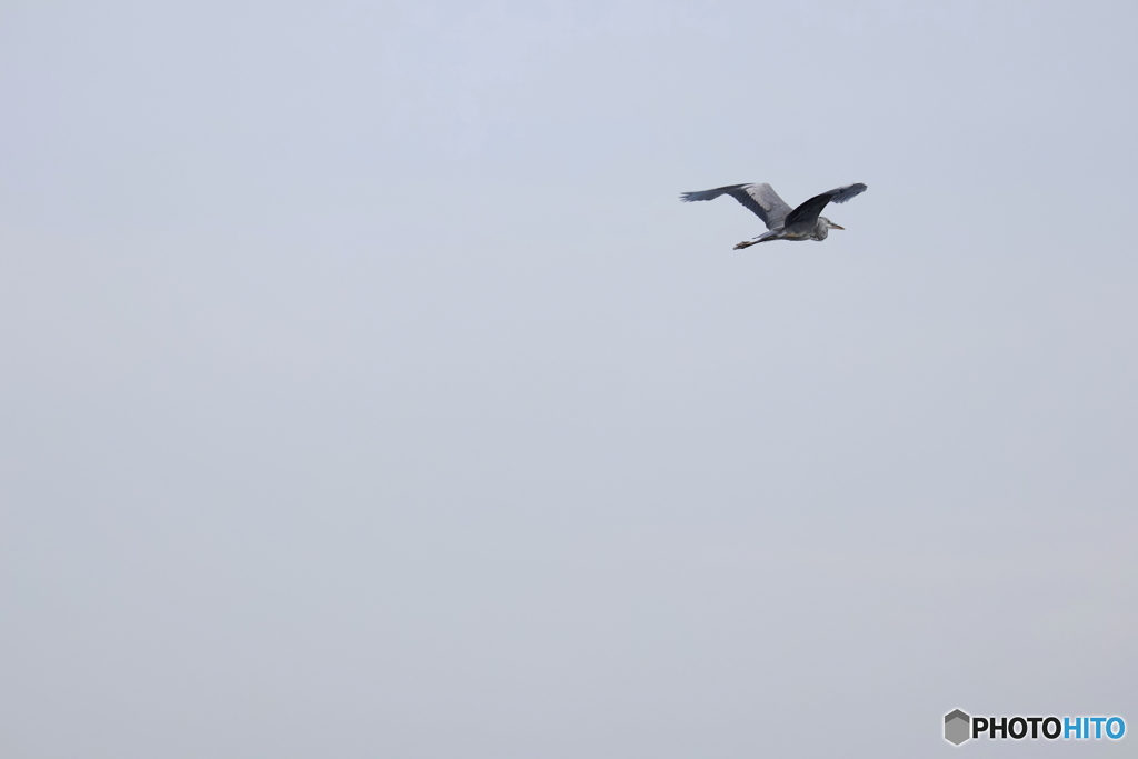 野鳥