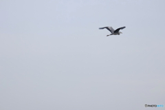 野鳥