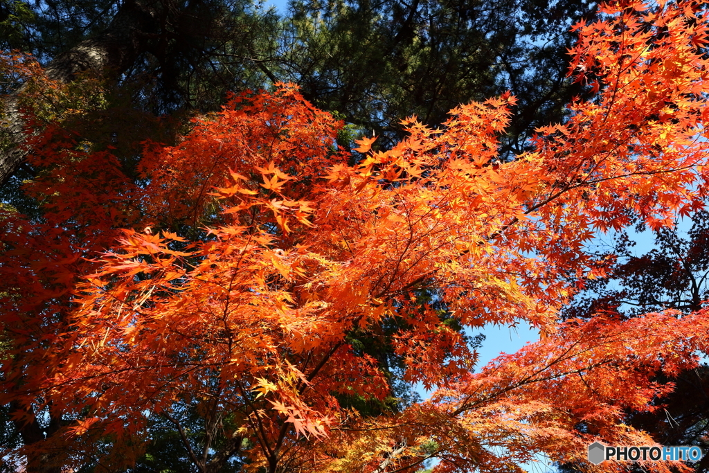 紅葉