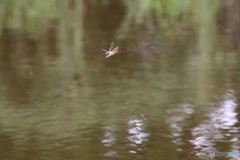 昭和記念公園