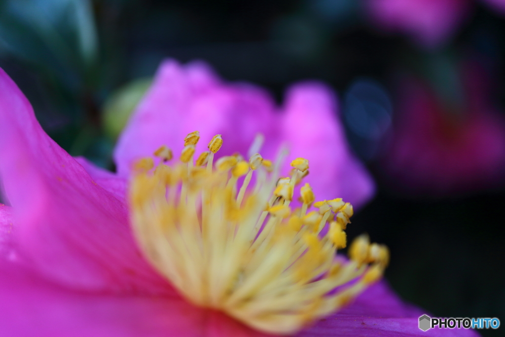 街に咲く花