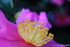 街に咲く花