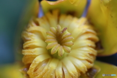 神代植物公園