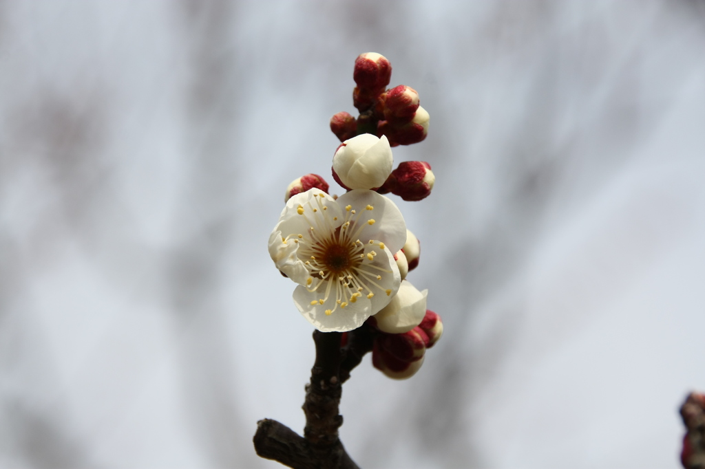 梅の花