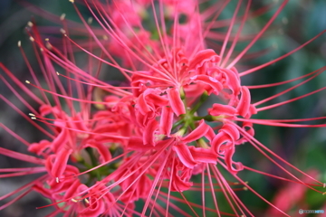 街に咲く花