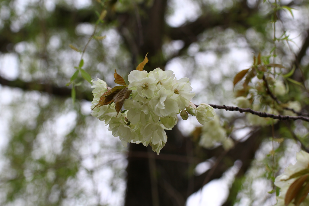 ウコン桜