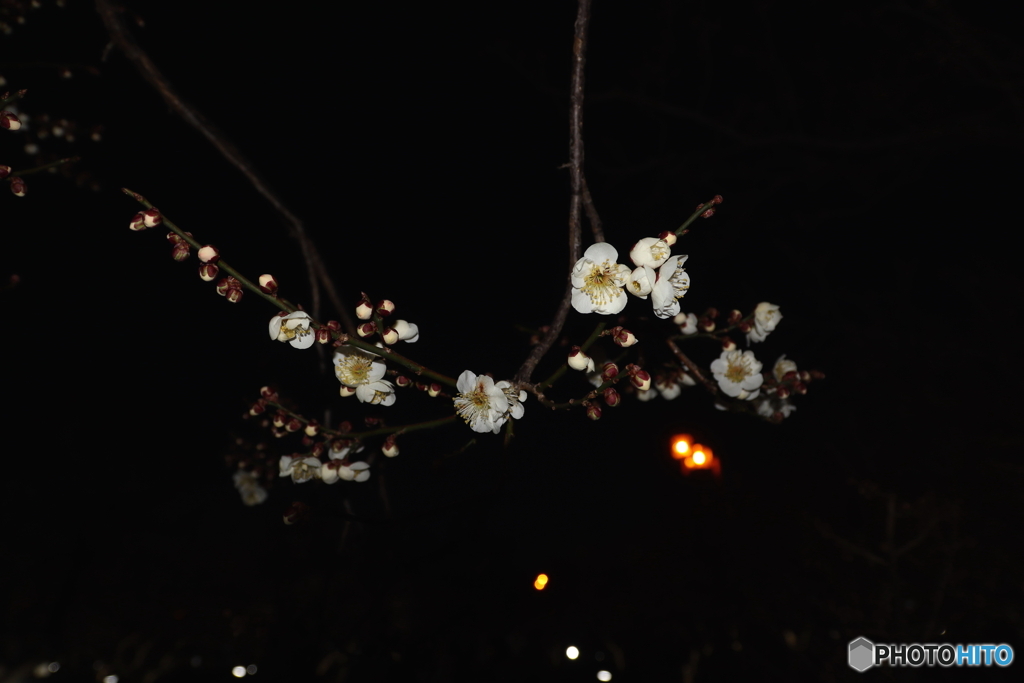 梅の花