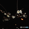 梅の花