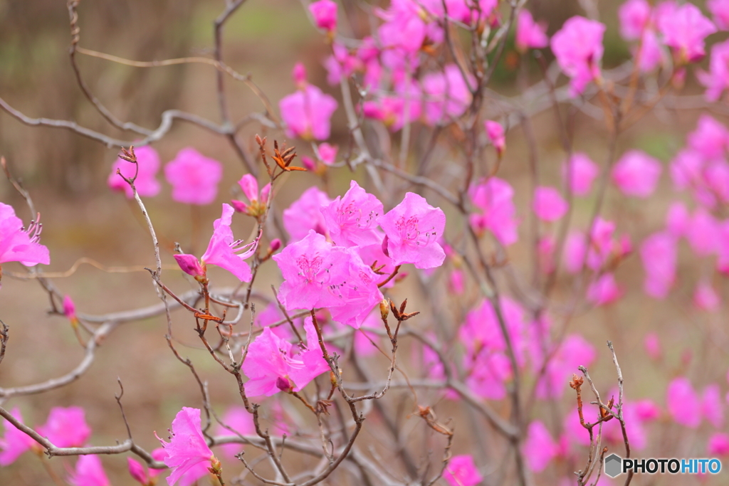 神代植物公園