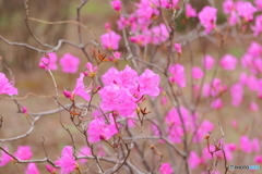 神代植物公園