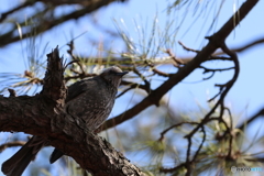 野山の鳥