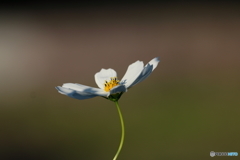 秋桜