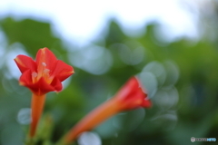 街に咲く花