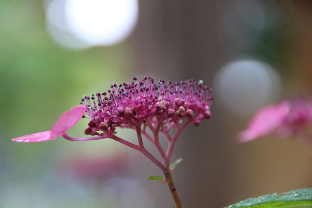 花・あじさい