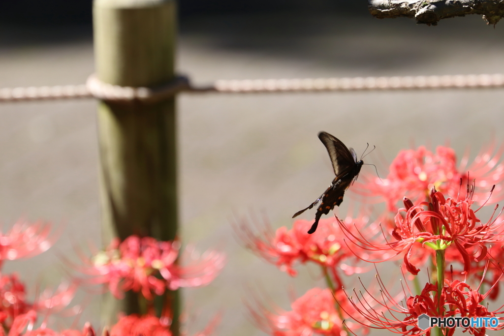 郷土の森