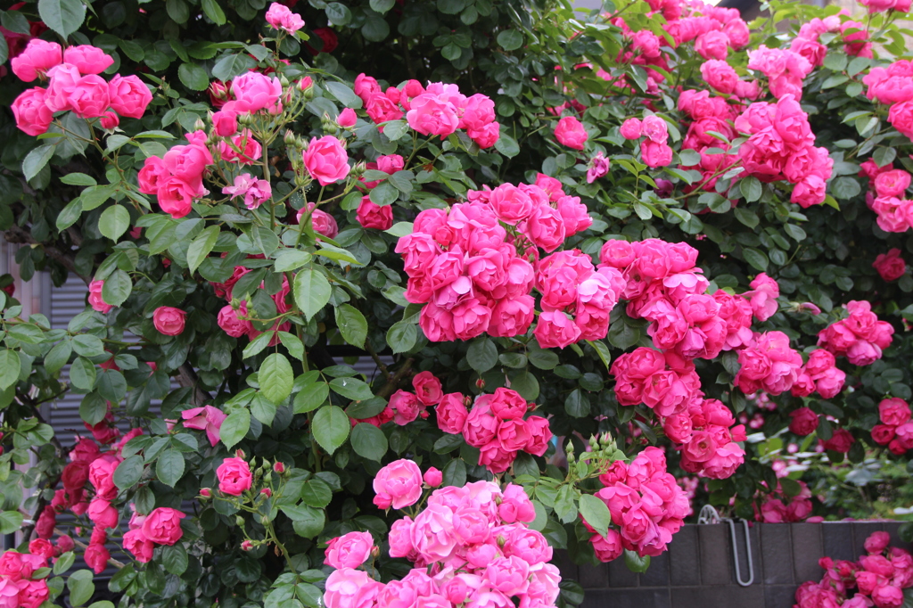 お花