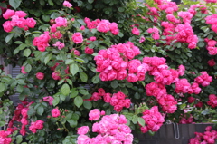 お花