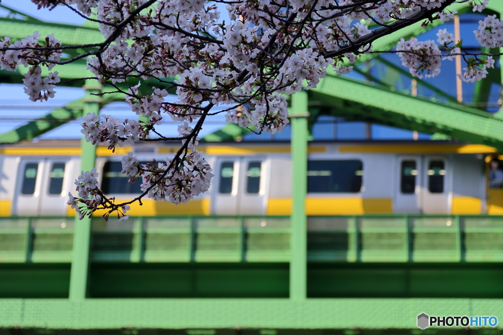 お花見