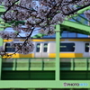 お花見