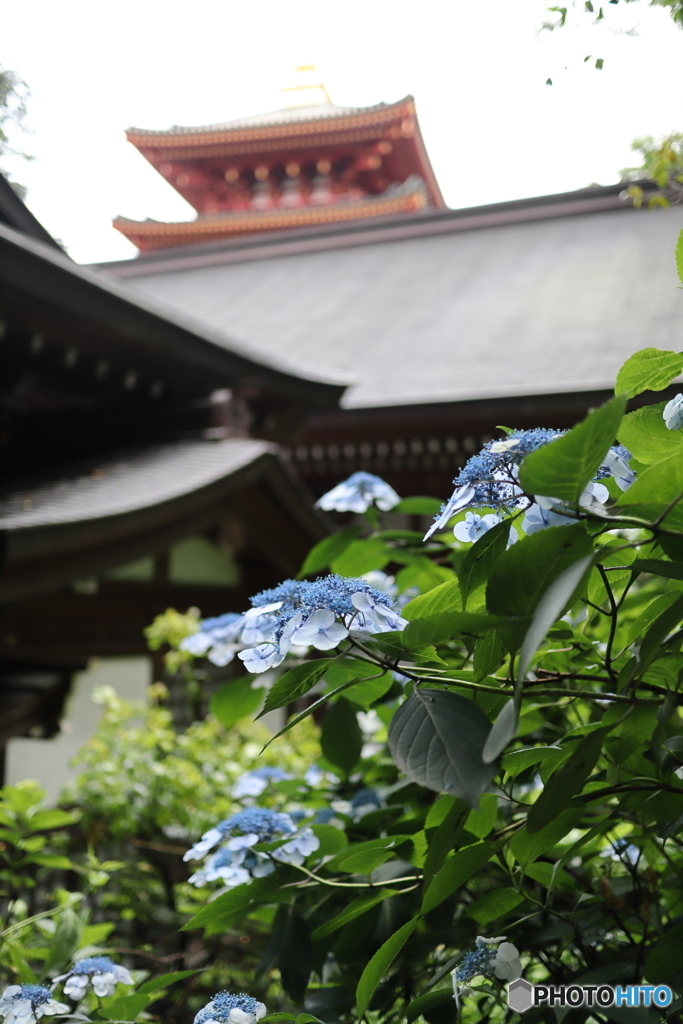 高幡不動尊