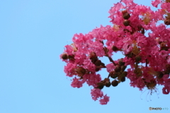 街に咲く花