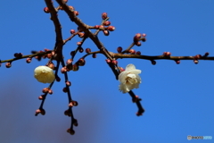 梅の花