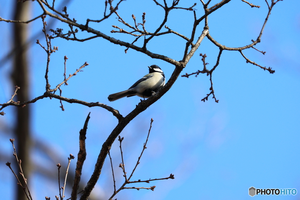 野鳥