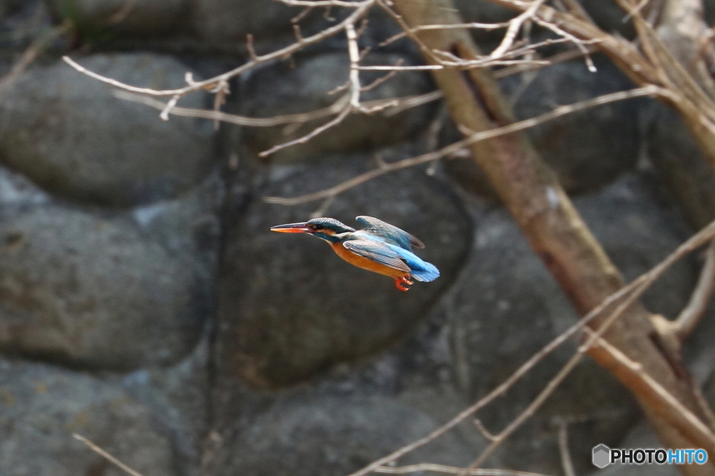 カワセミ