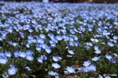 街の花