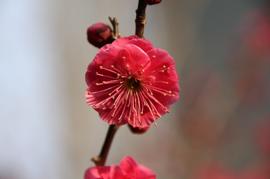 花（梅の花）