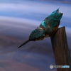 水辺の鳥
