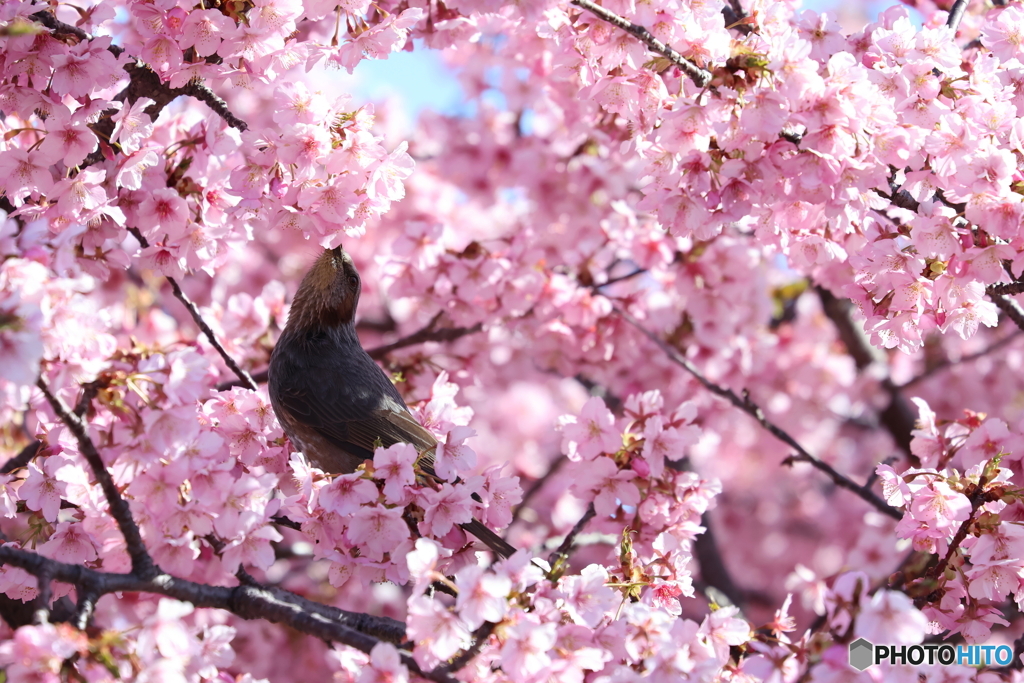 桜